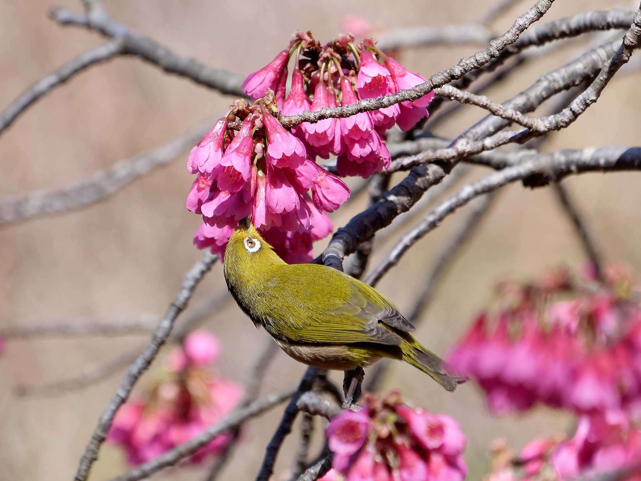 Warbling White-eye