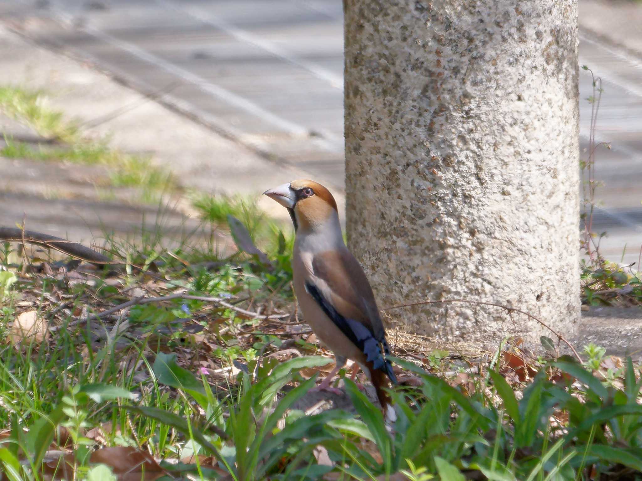 Hawfinch