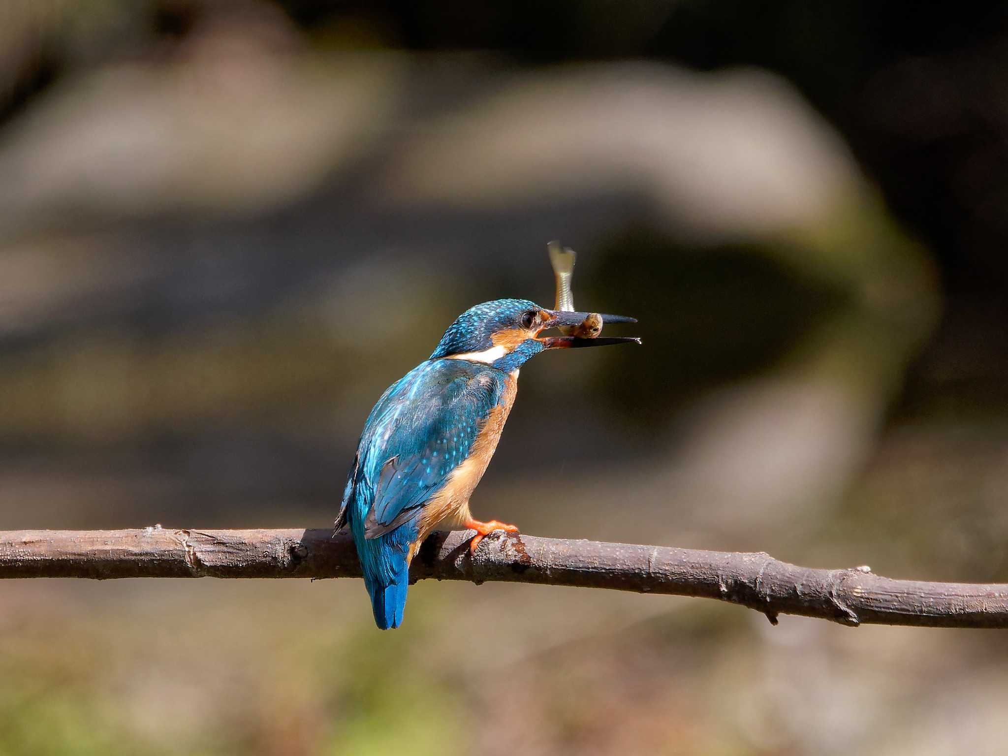 横浜市立金沢自然公園 カワセミの写真 by しおまつ