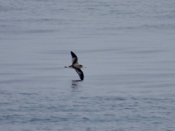 Streaked Shearwater 隠岐(島根県) Sun, 3/12/2023