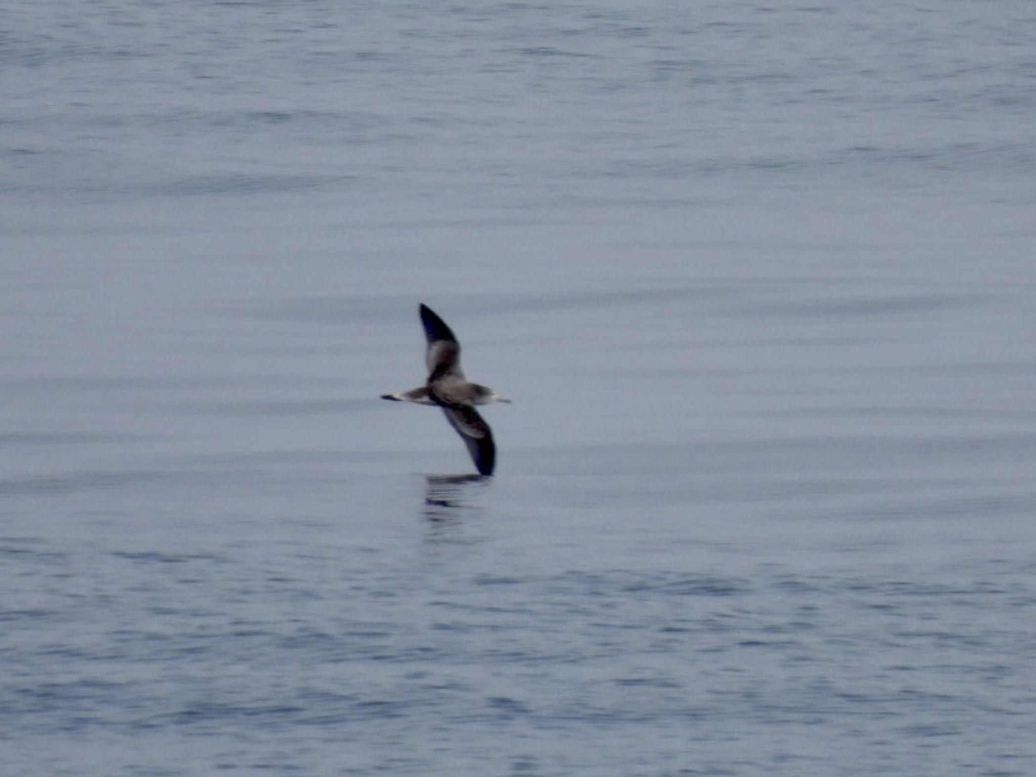 Photo of Streaked Shearwater at 隠岐(島根県) by カモちゃん