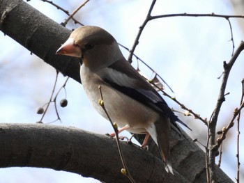 シメ 秋ヶ瀬公園 2023年3月12日(日)