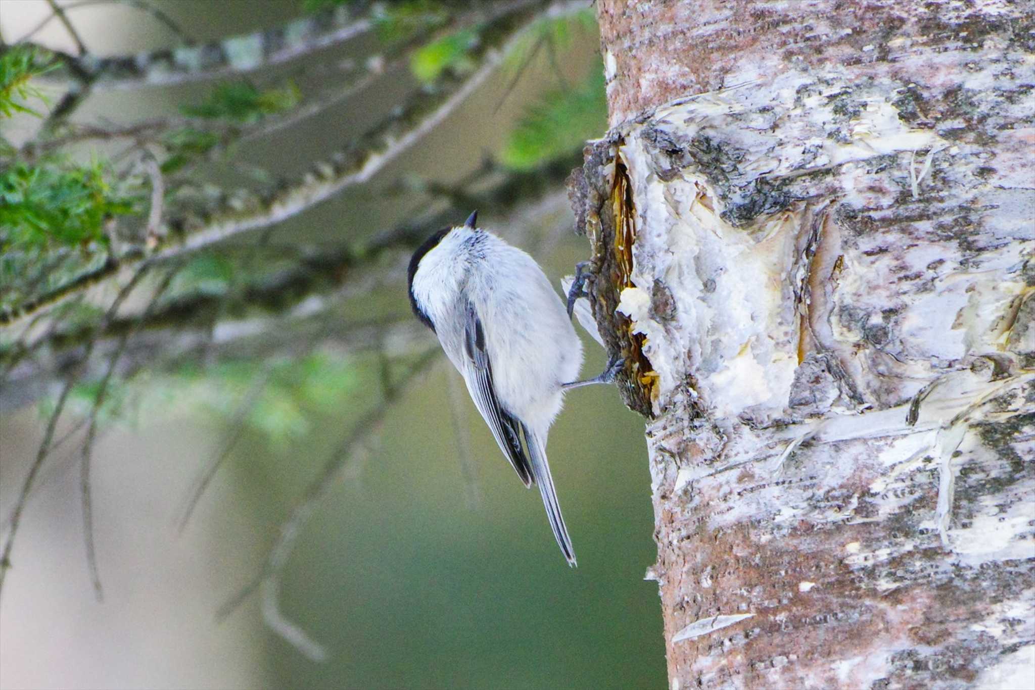 Photo of Marsh Tit at 白金温泉 by BW11558