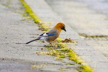 Eurasian Jay(brandtii) 白金温泉 Wed, 3/8/2023