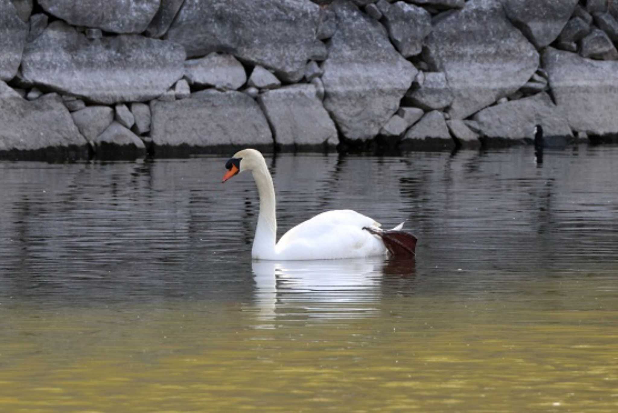 Photo of Mute Swan at 名城公園 by OHモリ