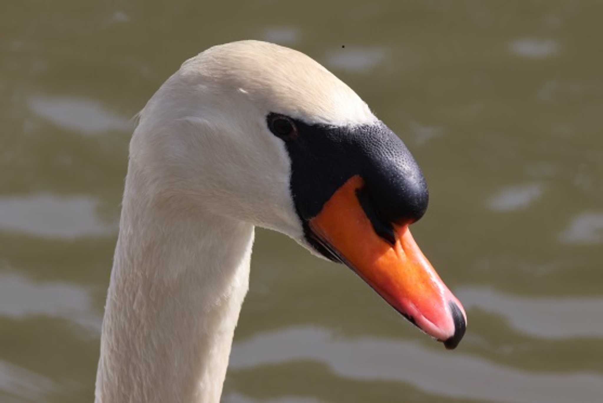 Photo of Mute Swan at 名城公園 by OHモリ