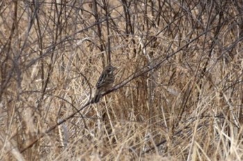 Chestnut-eared Bunting 知多市 Sun, 3/12/2023