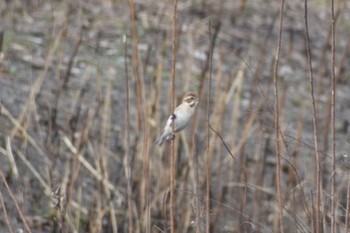 Common Reed Bunting 知多市 Sun, 3/12/2023