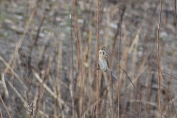 Common Reed Bunting 知多市 Sun, 3/12/2023