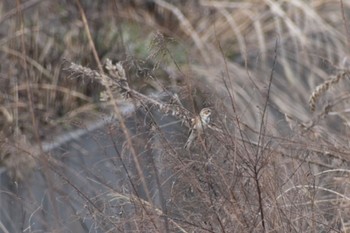 Common Reed Bunting 知多市 Sun, 3/12/2023