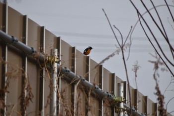 Daurian Redstart 知多市 Sun, 3/12/2023