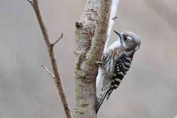 Japanese Pygmy Woodpecker Maioka Park Sun, 3/12/2023