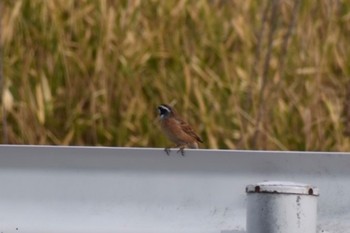 Meadow Bunting 知多市 Sun, 3/12/2023