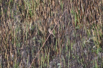 Meadow Bunting 知多市 Sun, 3/12/2023