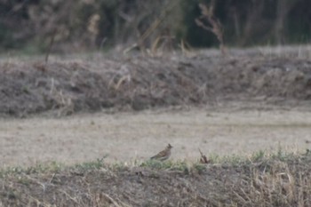 Eurasian Skylark 知多市 Sun, 3/12/2023