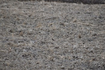 Eurasian Skylark 知多市 Sun, 3/12/2023