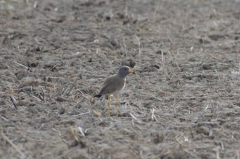 Grey-headed Lapwing 知多市 Sun, 3/12/2023