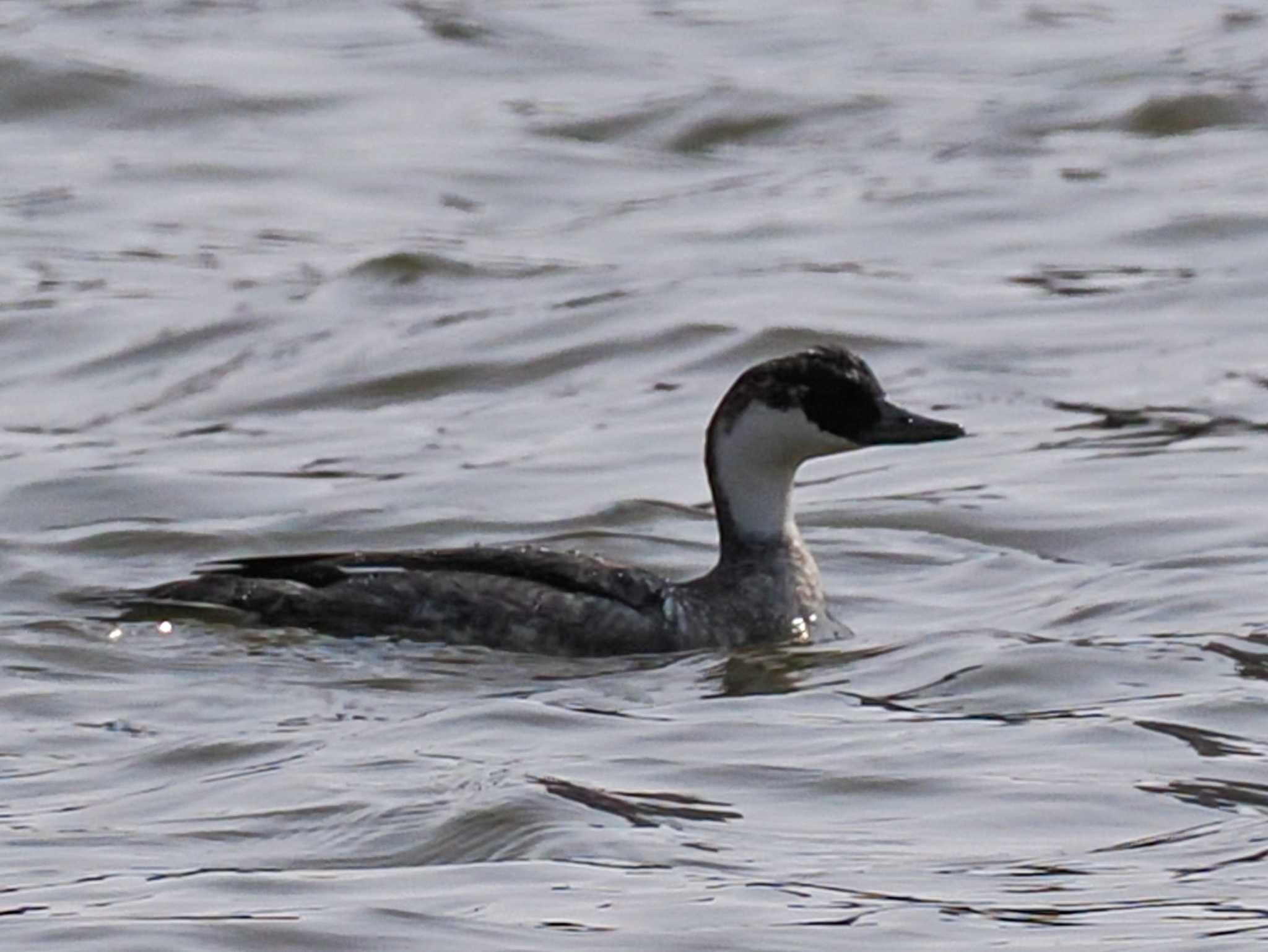 Common Merganser