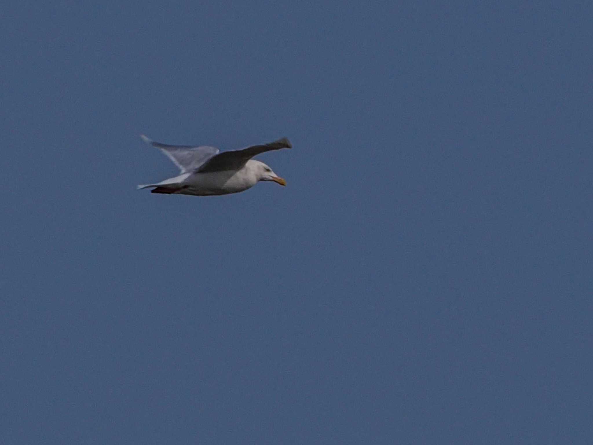 Photo of Glaucous Gull at 石狩 茨戸川 by 98_Ark (98ｱｰｸ)