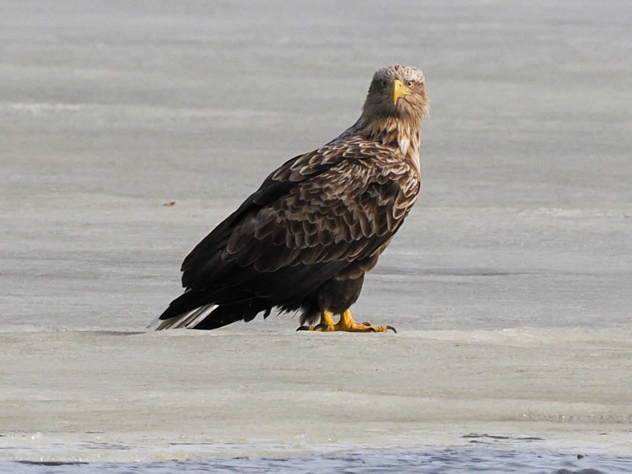 White-tailed Eagle