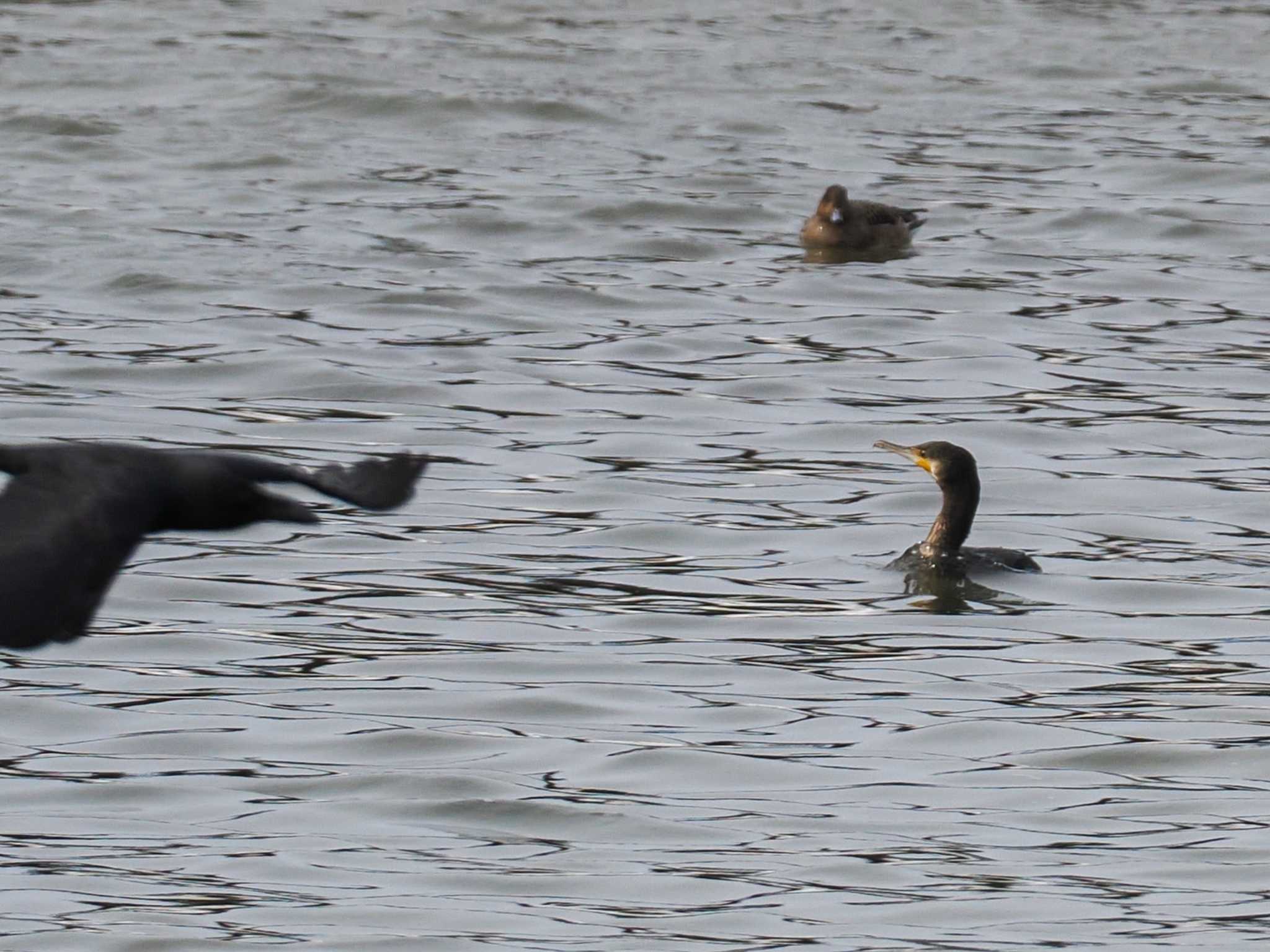 Great Cormorant