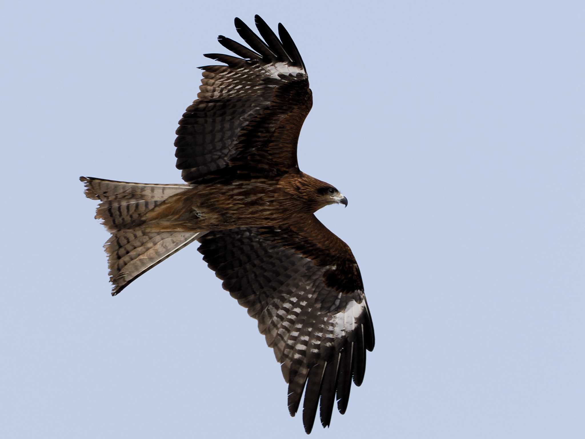 Black Kite