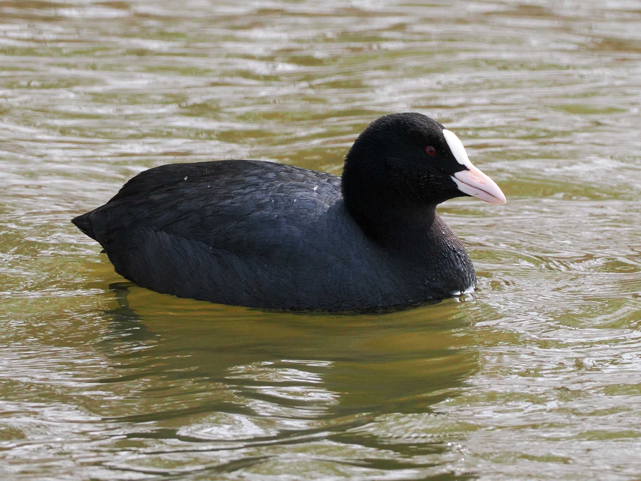 Eurasian Coot