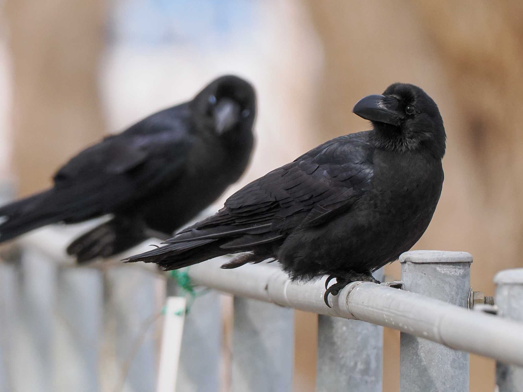 Large-billed Crow