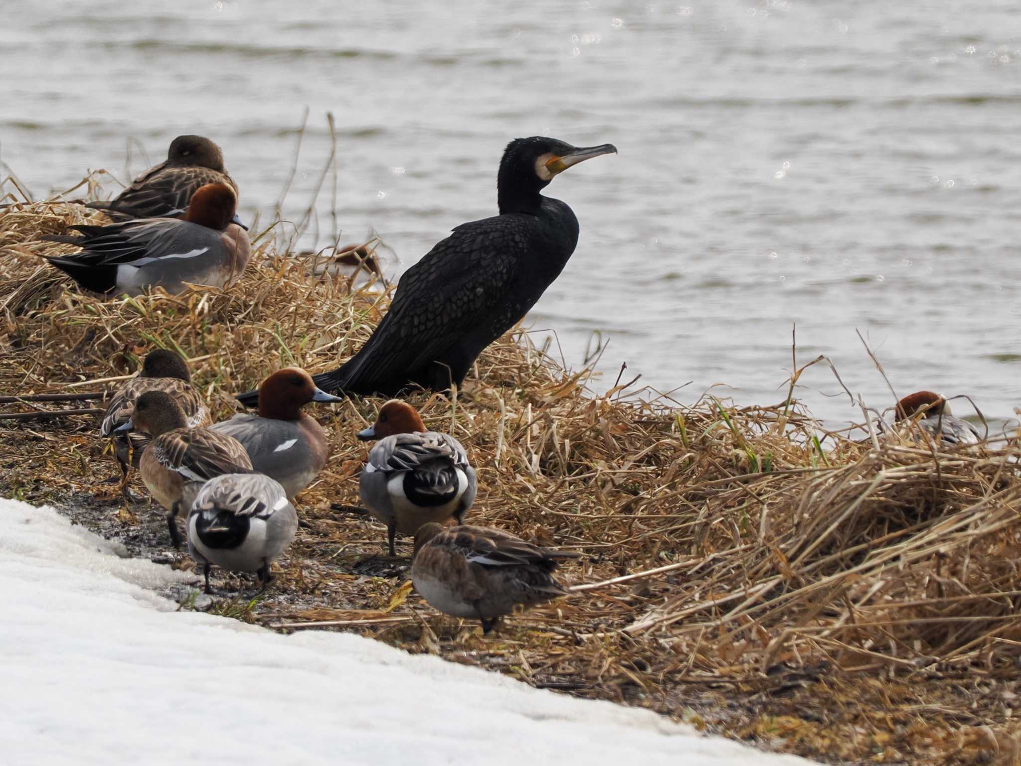 Great Cormorant