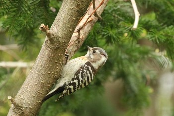 Tue, 5/8/2018 Birding report at Hakodateyama