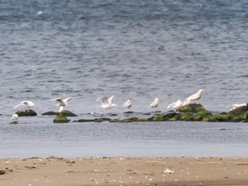 Glaucous Gull 新川河口(札幌市) Sun, 3/12/2023