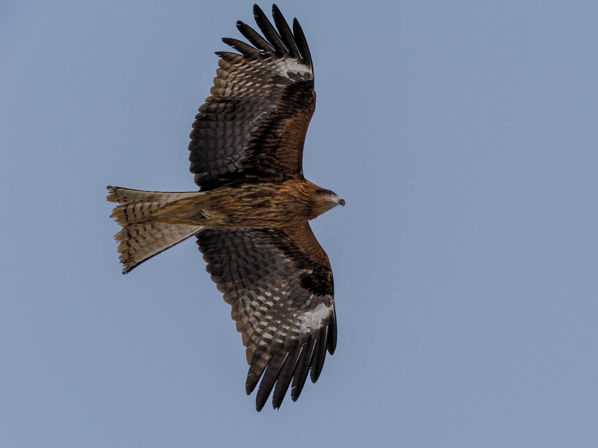 Black Kite