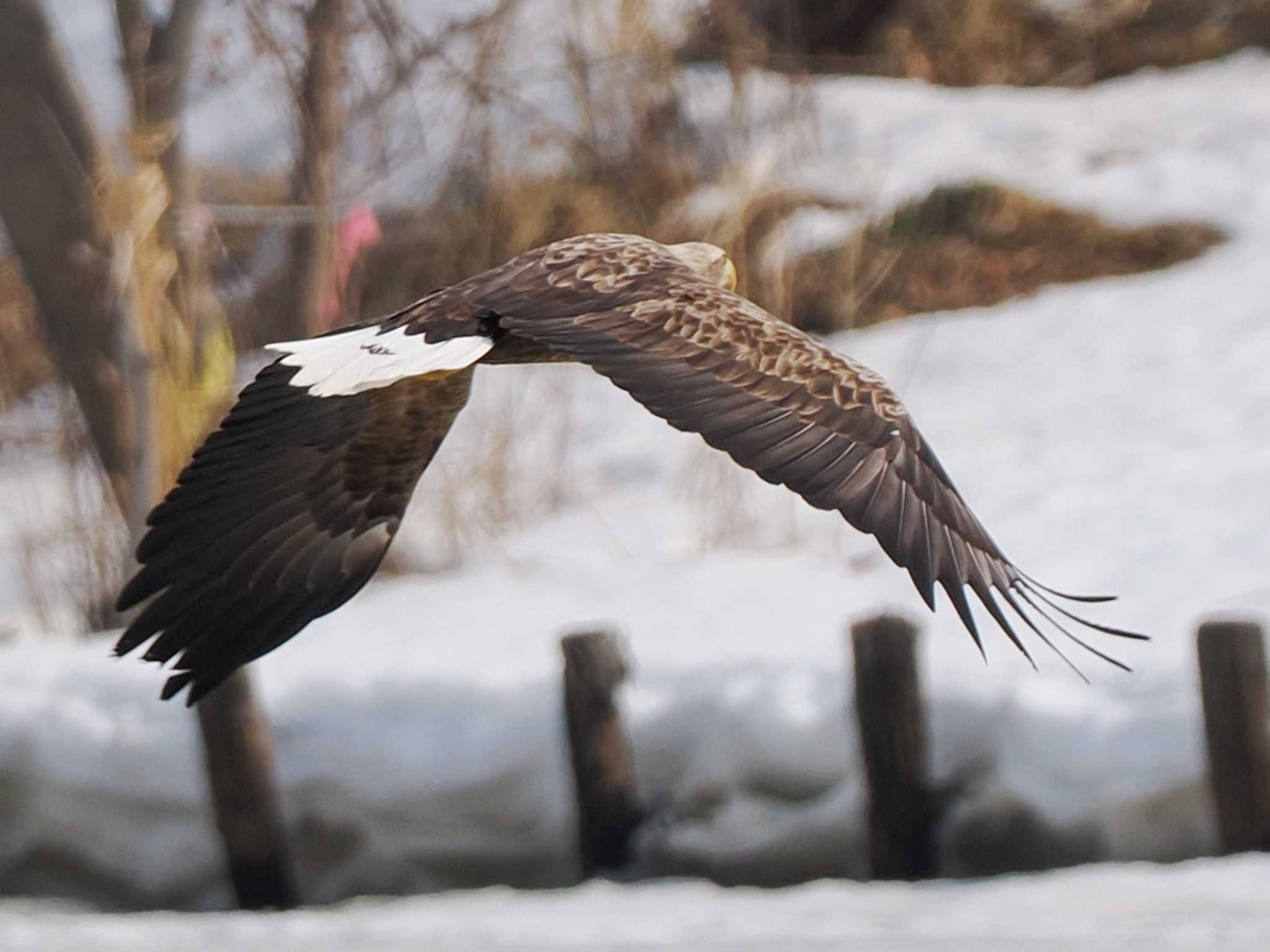 White-tailed Eagle