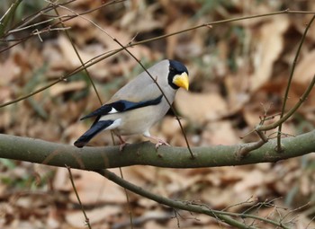 Japanese Grosbeak 横浜市 Sun, 3/12/2023