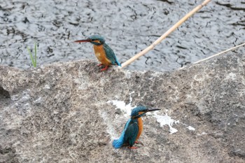 Common Kingfisher 横浜市 Sun, 3/12/2023