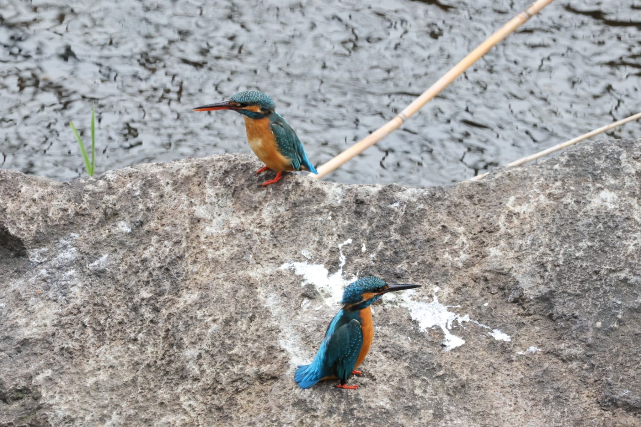 Photo of Common Kingfisher at 横浜市 by Allium