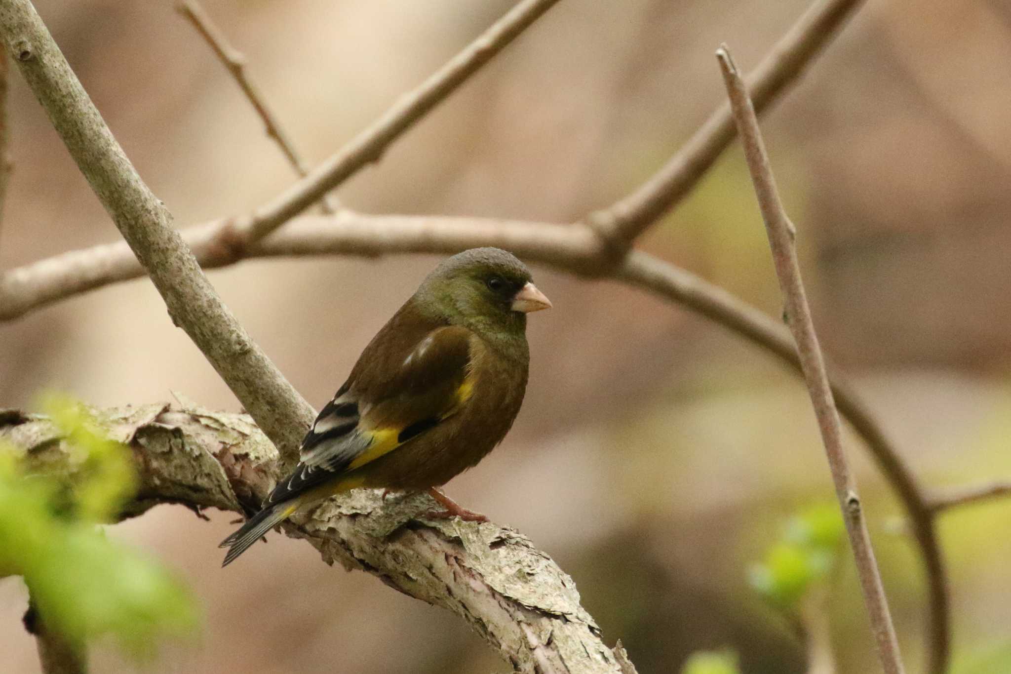 Grey-capped Greenfinch