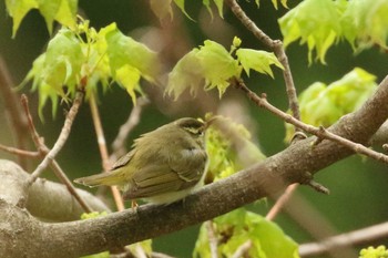 Eastern Crowned Warbler Hakodateyama Tue, 5/8/2018