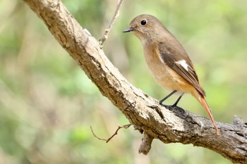 Daurian Redstart 河川環境楽園 Sat, 3/11/2023