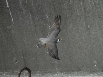 Sun, 3/12/2023 Birding report at Choshi Fishing Port