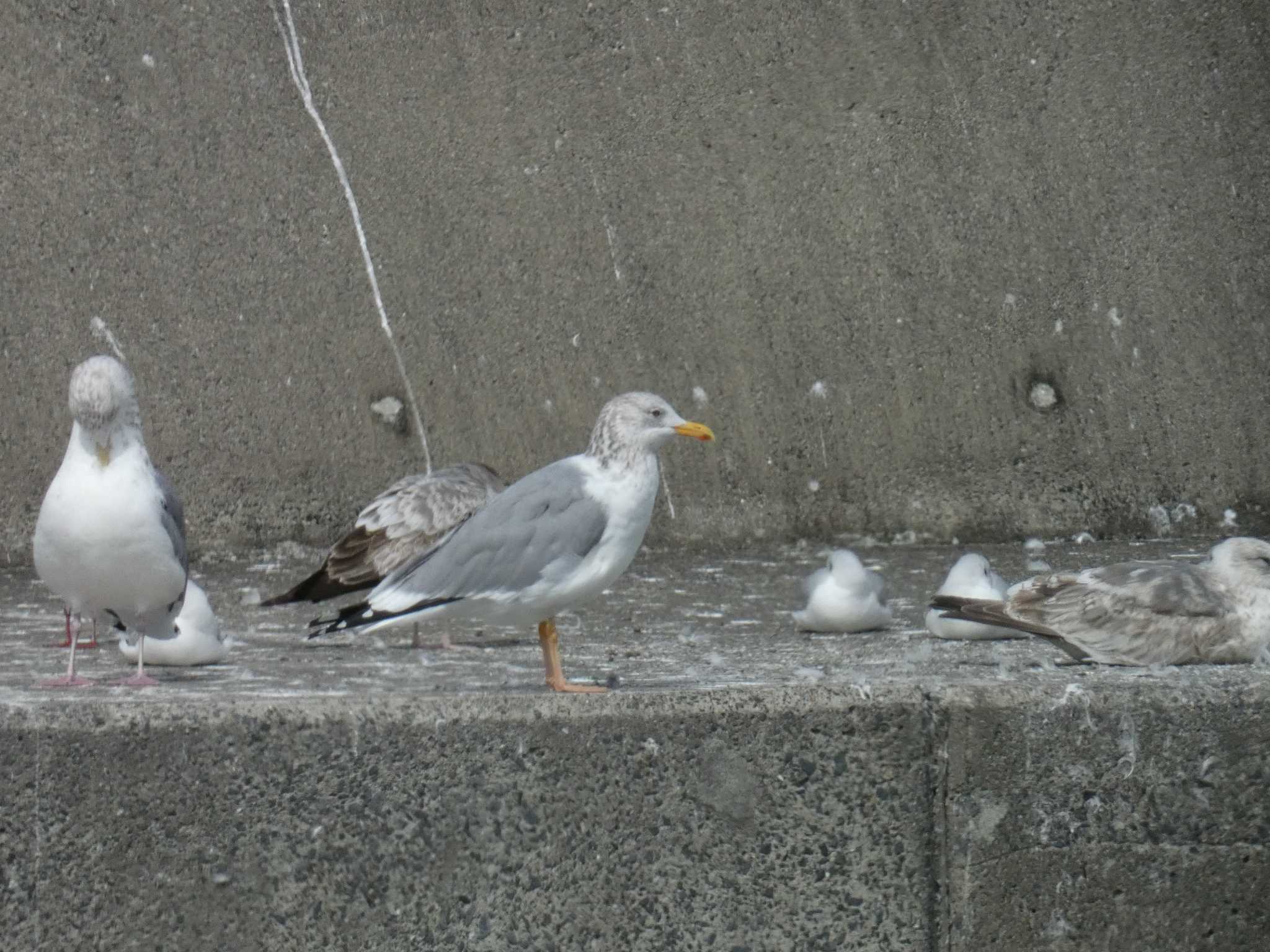 銚子漁港 タイミルセグロカモメの写真