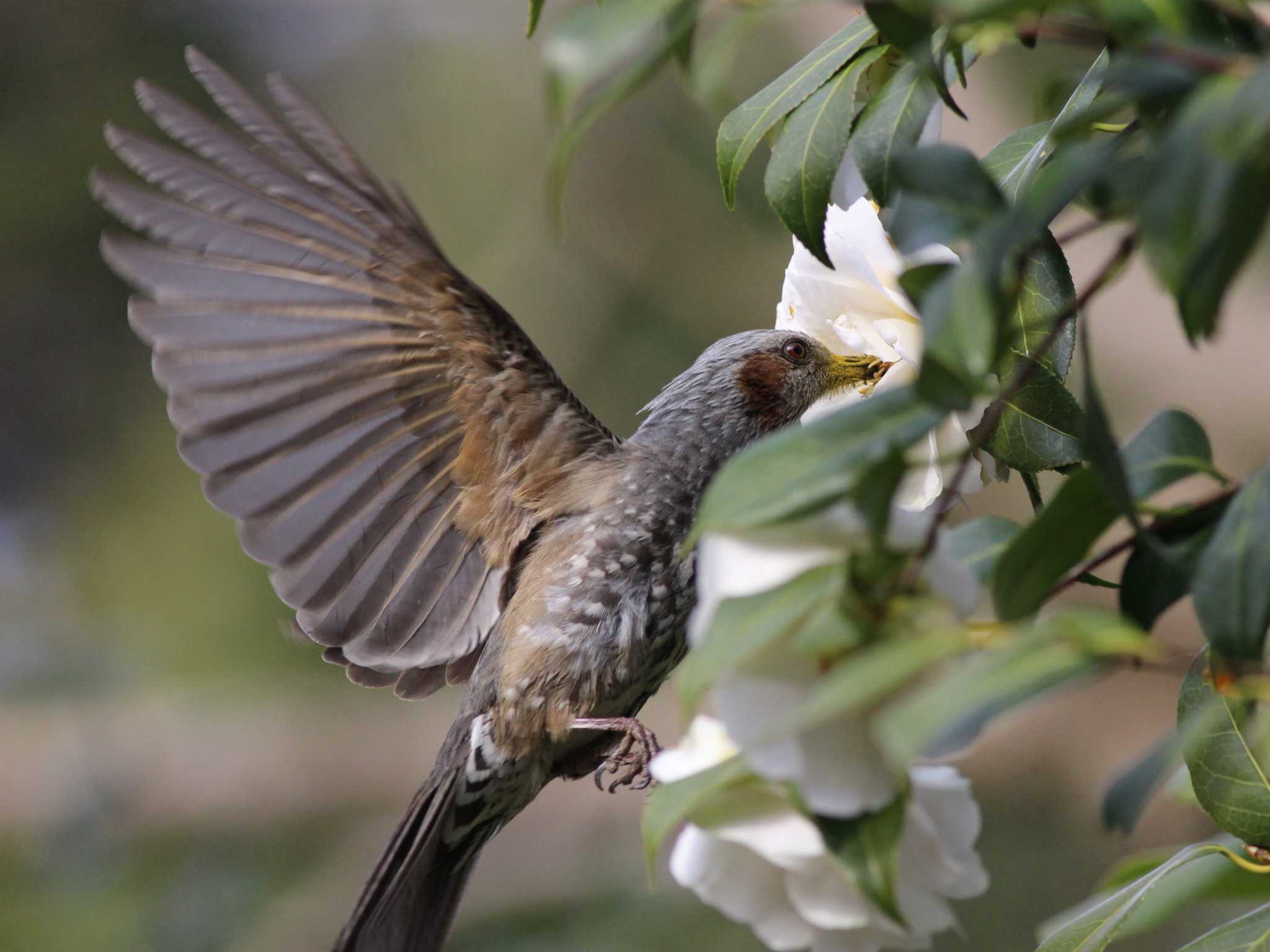 ヒヨドリ、蜜に夢中