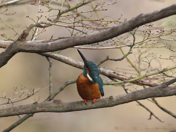 カワセミ 薬師池公園 2023年3月12日(日)