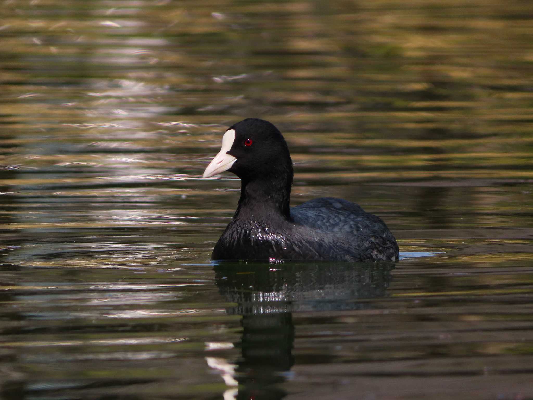 大池親水公園 オオバンの写真