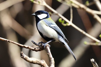 Japanese Tit Hayatogawa Forest Road Sat, 3/11/2023