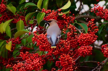 Sun, 3/12/2023 Birding report at 木場公園(江東区)