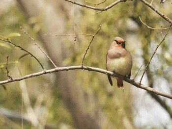 Japanese Waxwing Akigase Park Sat, 3/11/2023