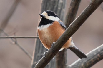 Varied Tit Saitama Prefecture Forest Park Unknown Date