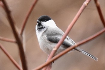 Willow Tit Saitama Prefecture Forest Park Sun, 3/12/2023