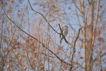 Japanese Sparrowhawk 越谷市 Sun, 3/12/2023